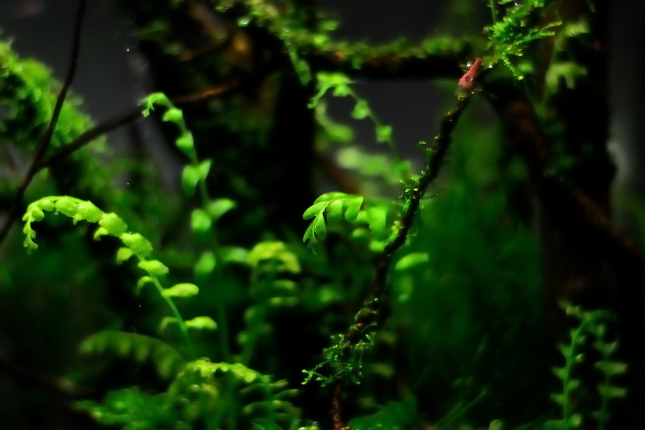 Going Wild Small 4