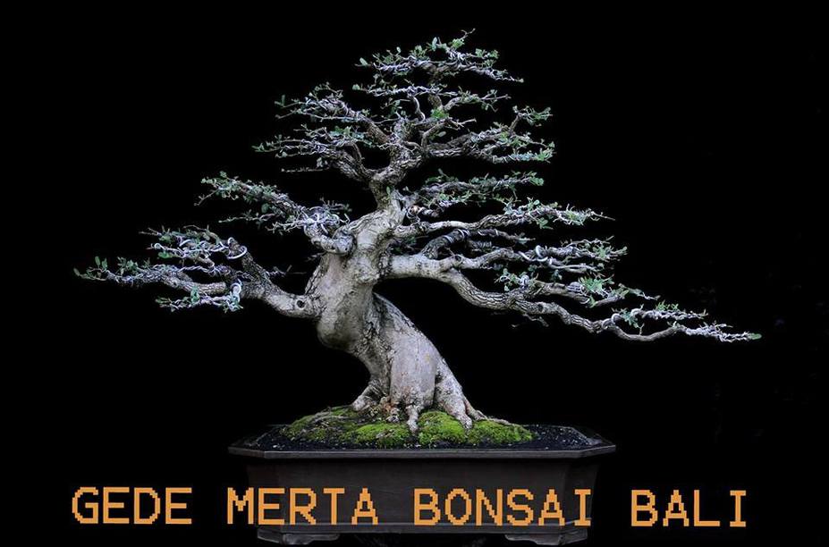 tamarindus indica - Dance Small 2