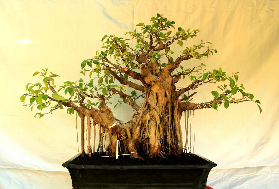 Ficus Small 2