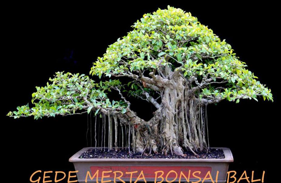 Ficus Small 3
