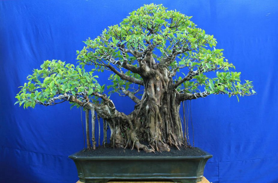 Ficus Small 4