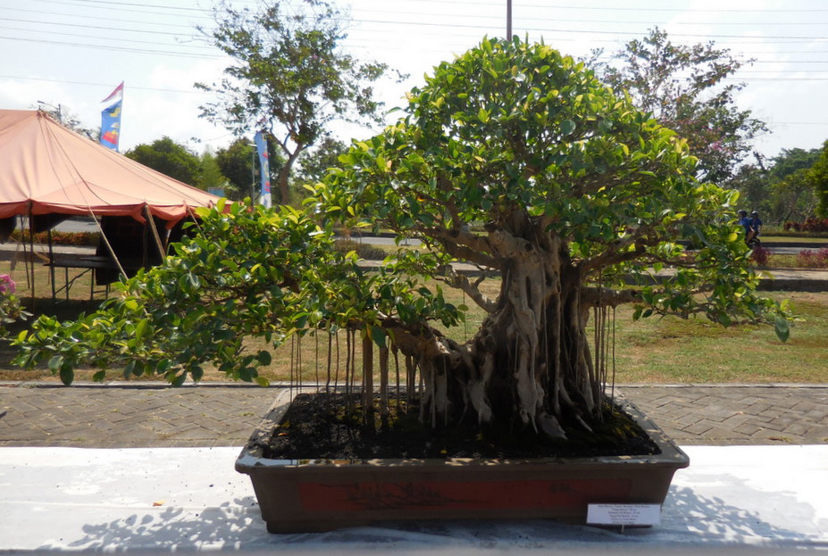 Ficus Small 5