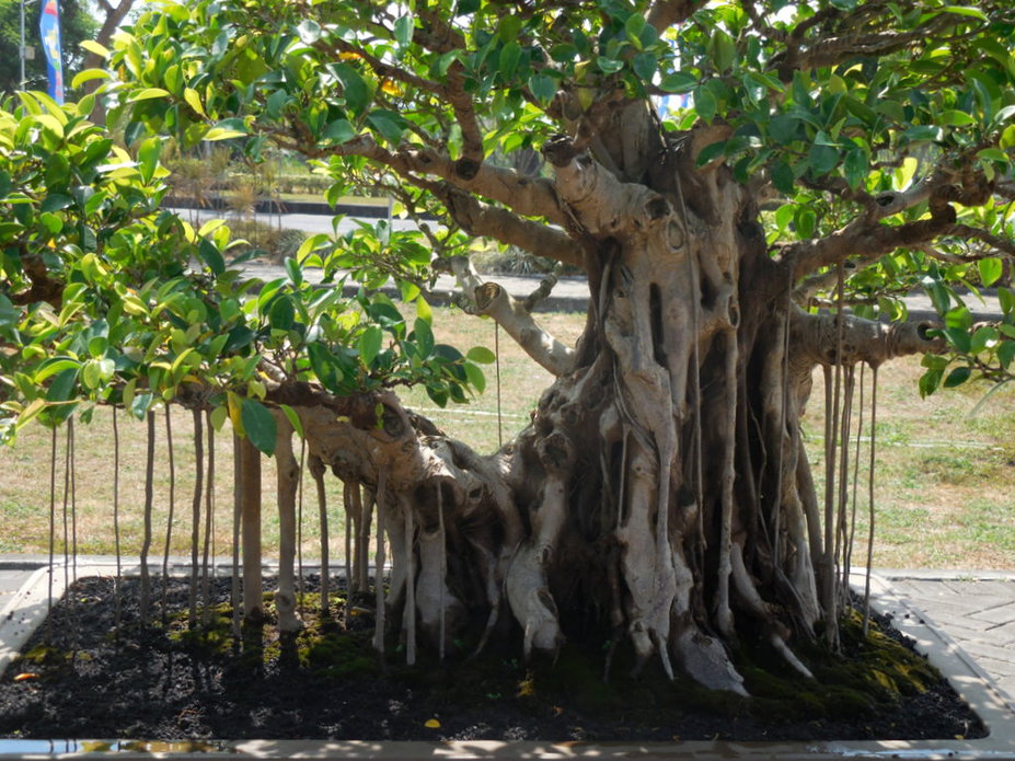 Ficus Small 6