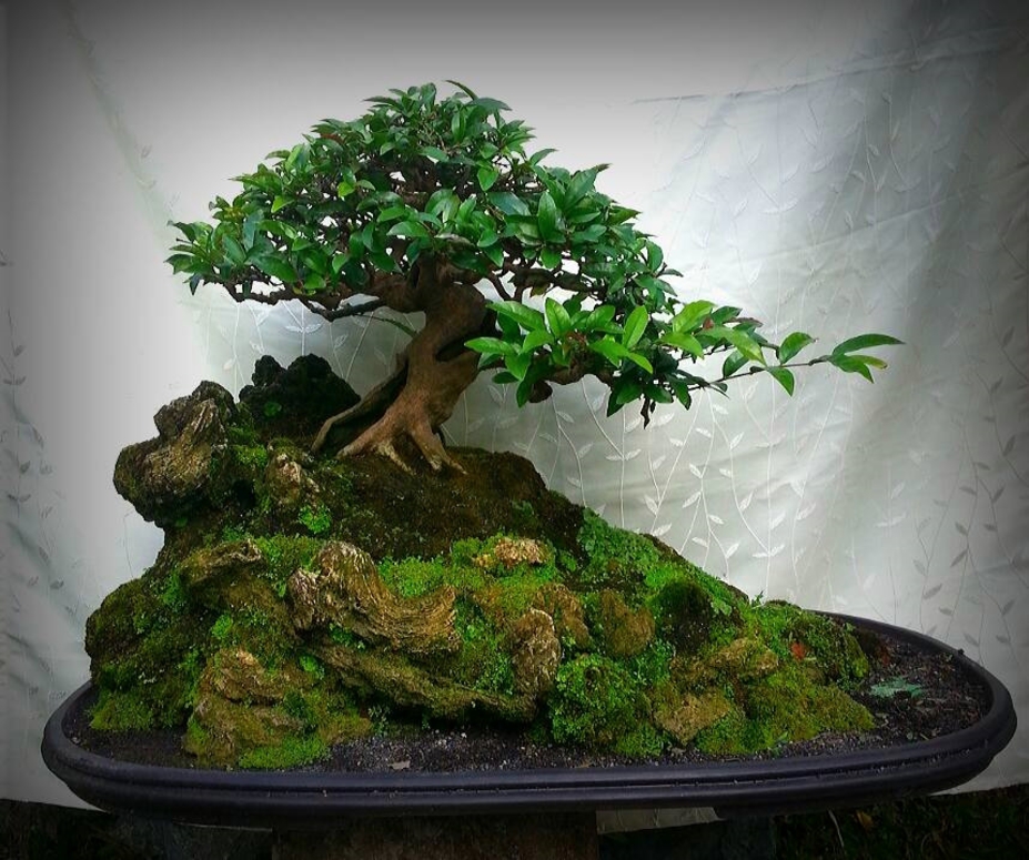 The Hollow old tree Small 3