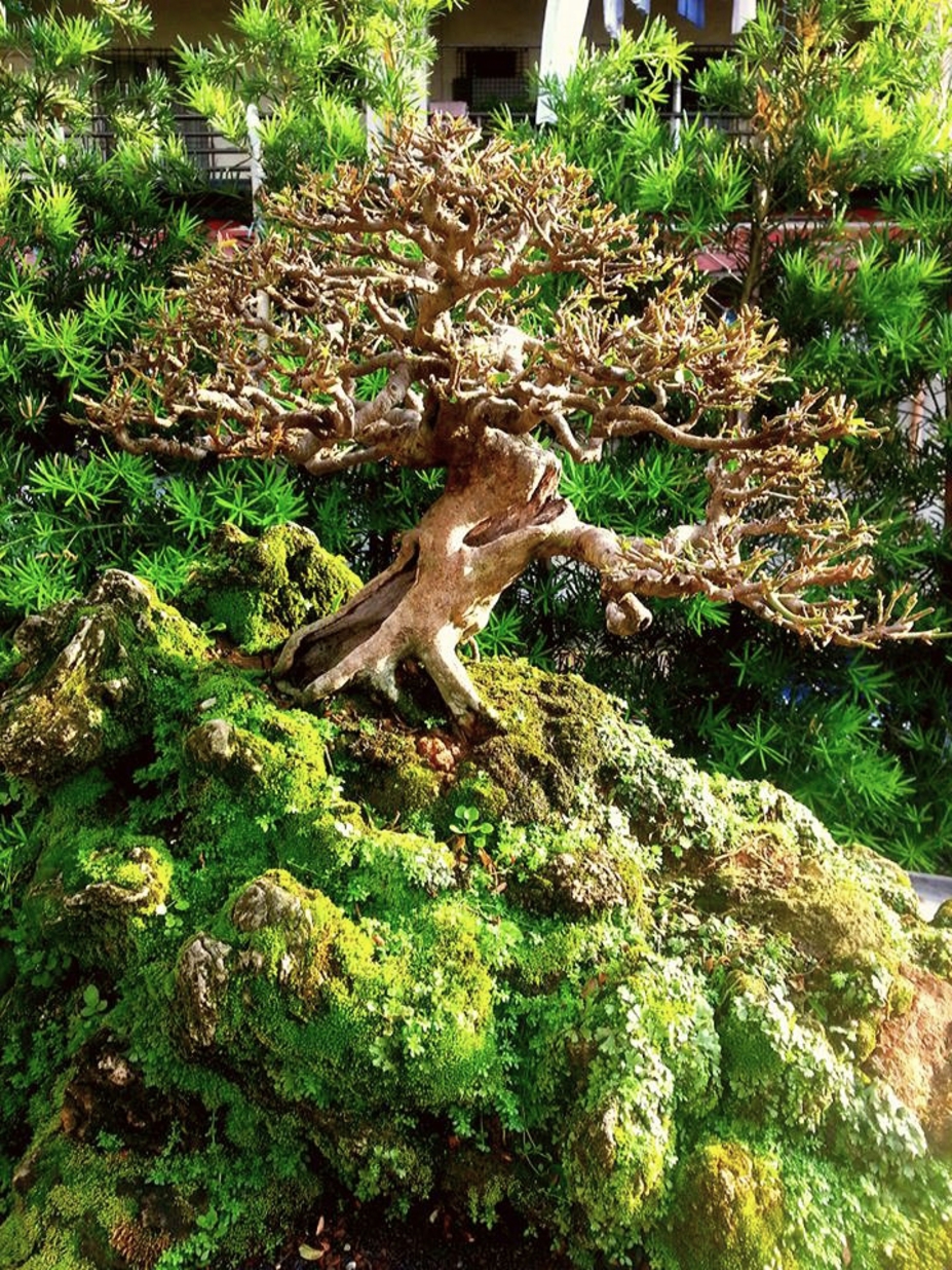 The Hollow old tree Small 4
