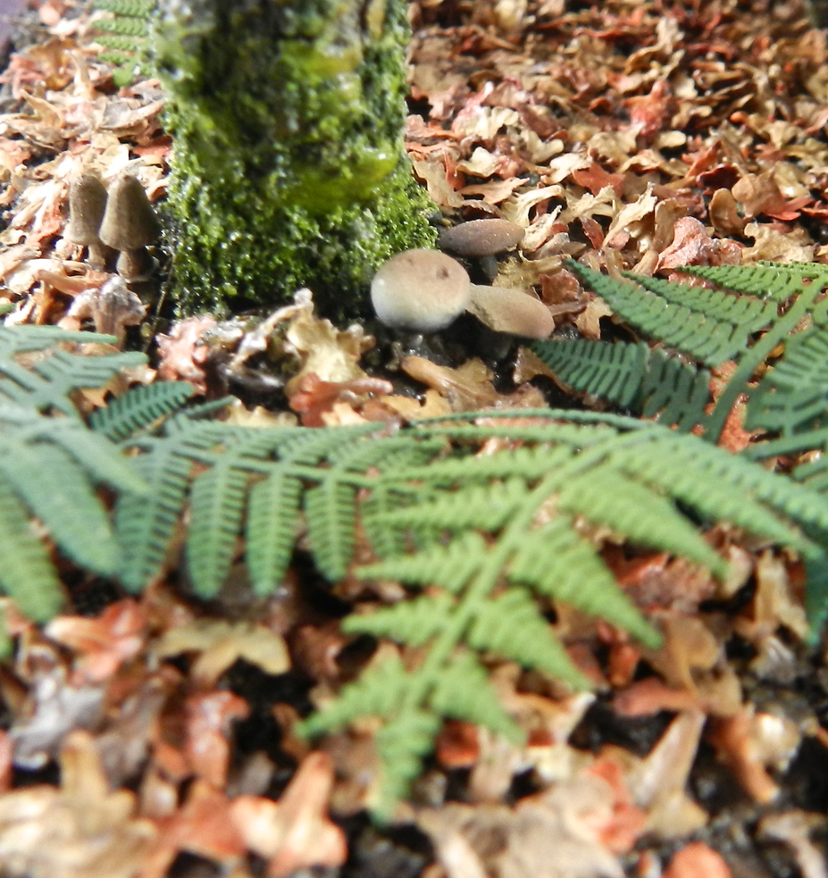 " les vieux amis/ old friends" Small 20
