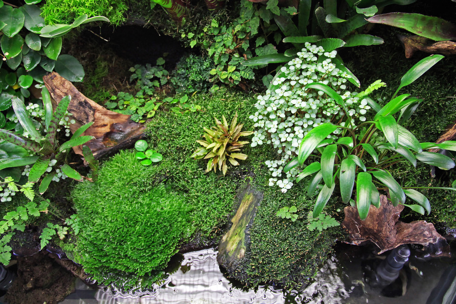 Living room rainforrest Small 2