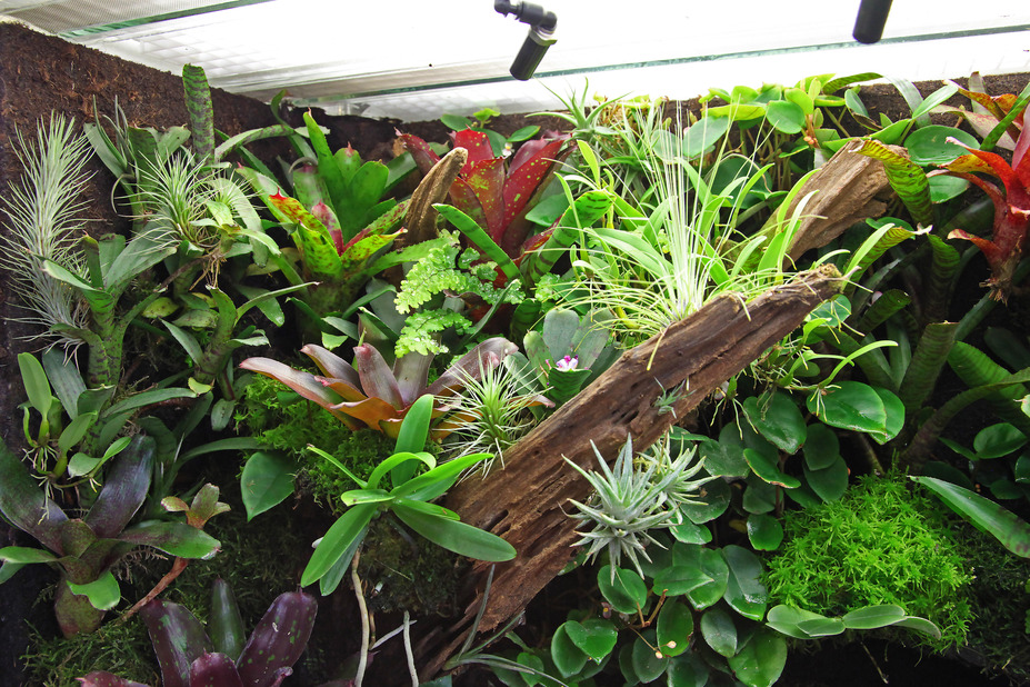 Living room rainforrest Small 3