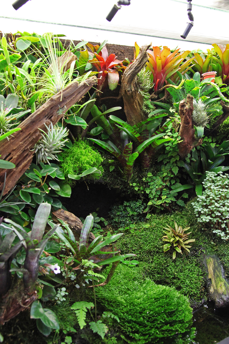 Living room rainforrest Small 4