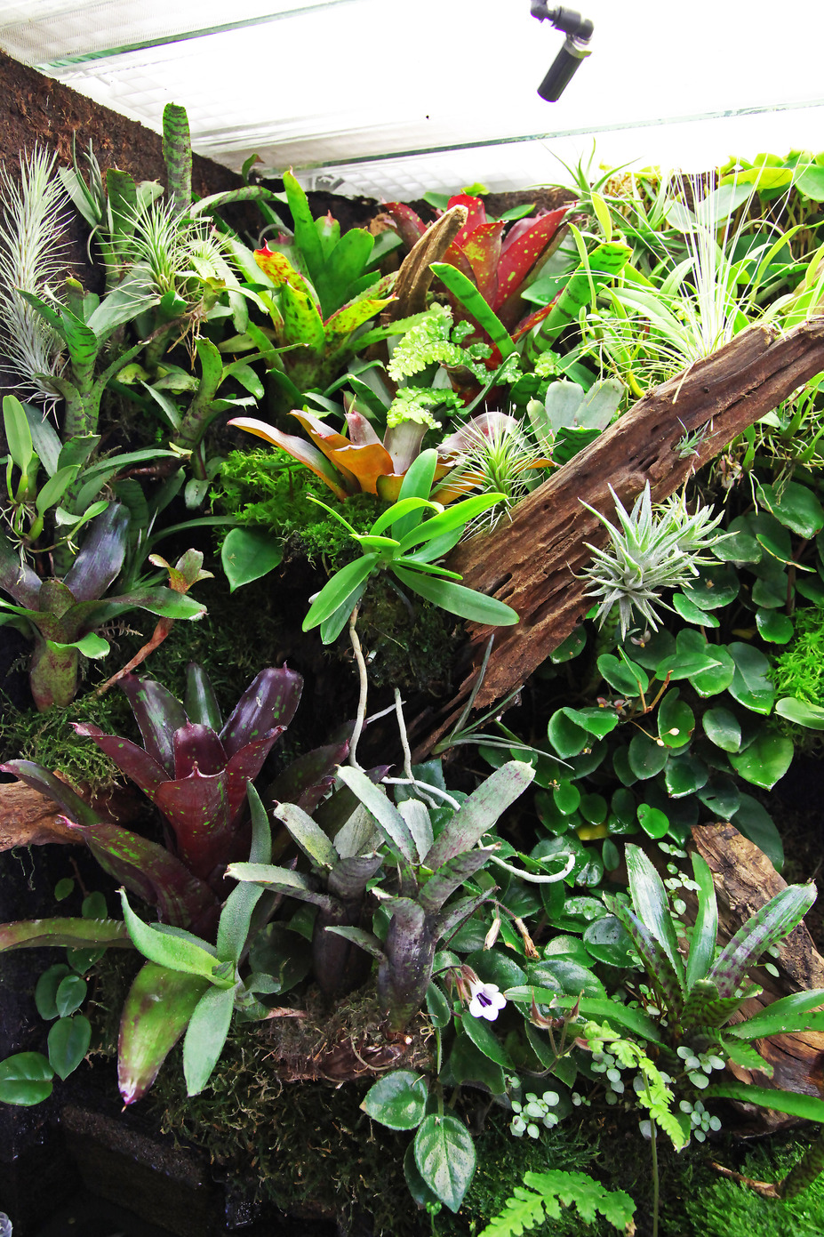 Living room rainforrest Small 5