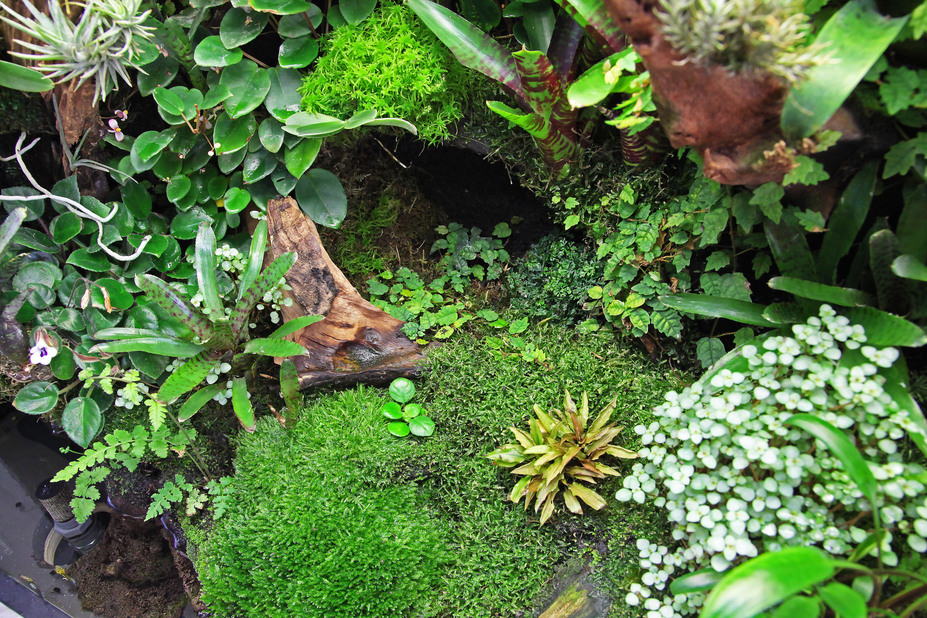 Living room rainforrest Small 6