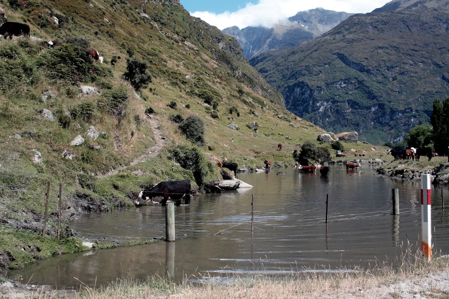 Cows enjoy an alpine lake