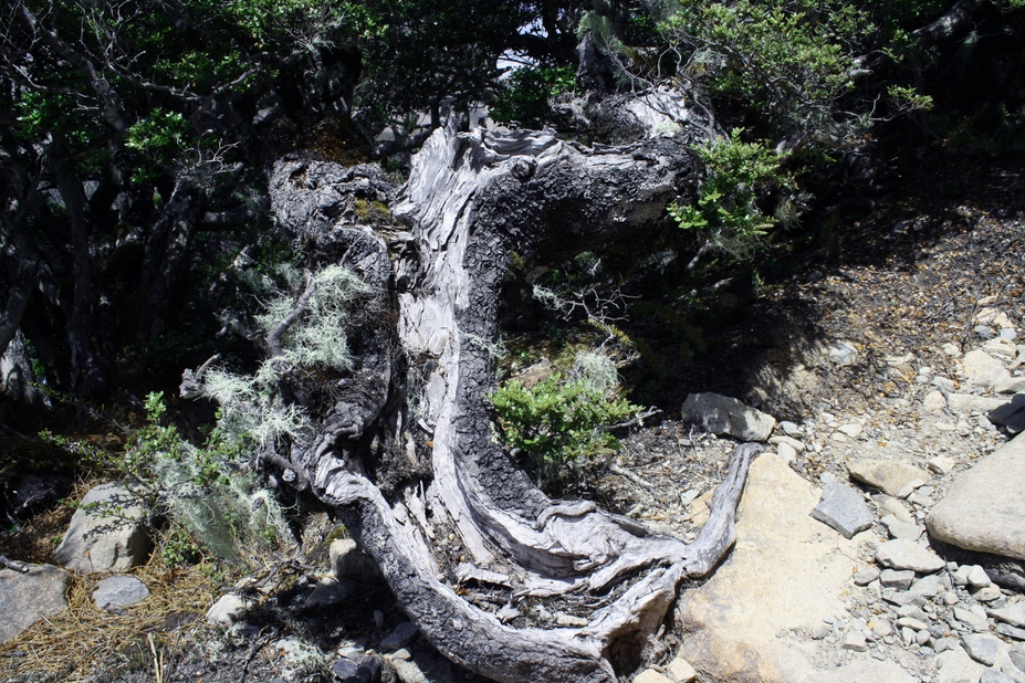 hollowed twisted little tree