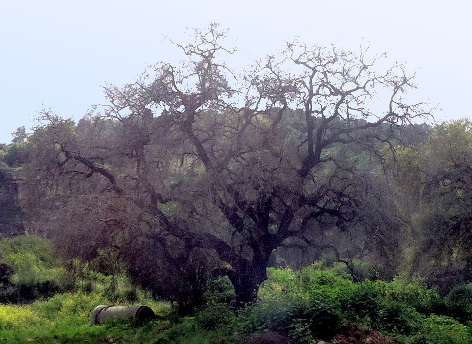 twisted oak tree