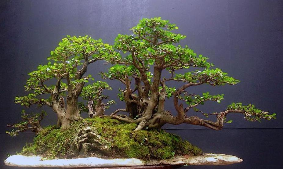 Penjing forest