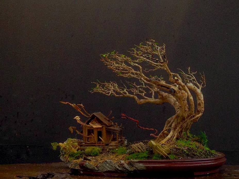 hyan bonsai