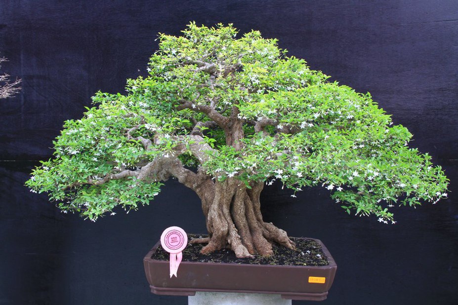 white flower bonsai