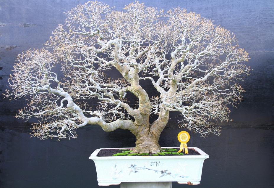 the huge old tree
