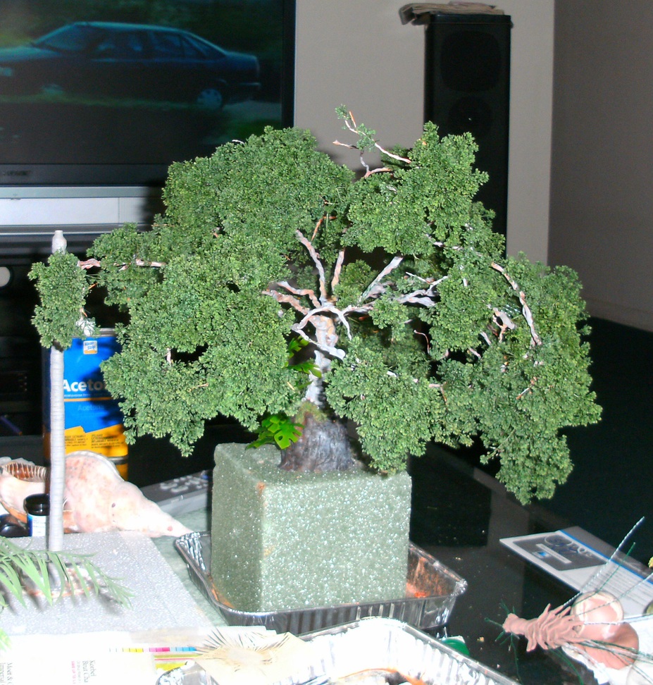 My first life sized Bonsai