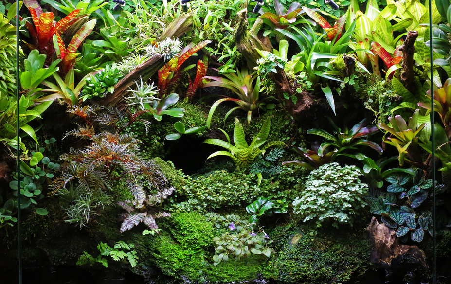 Living room rainforrest