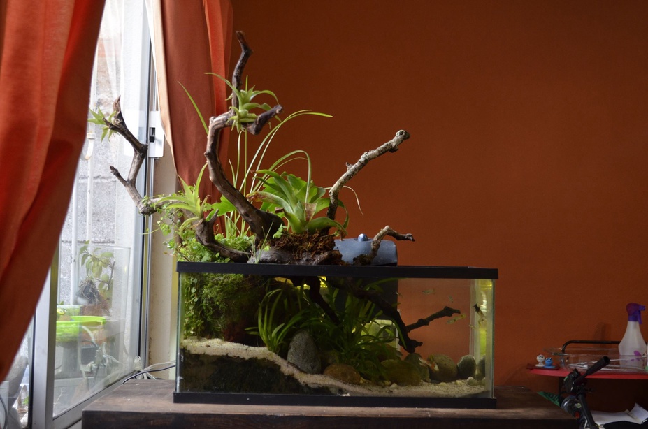 My first paludarium