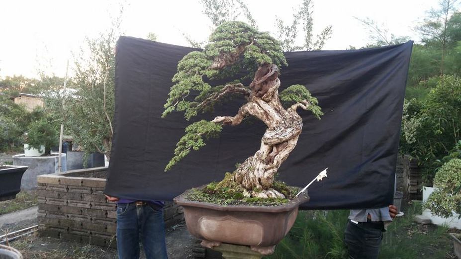 Bonsai