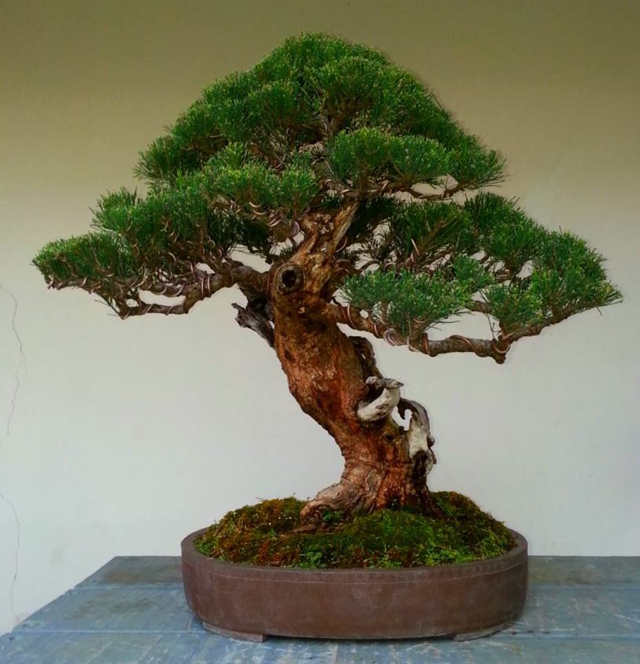 Casuarina equisetifolia