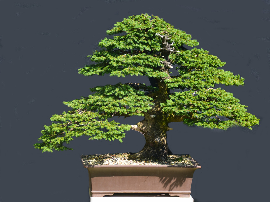 Spruce yamadori