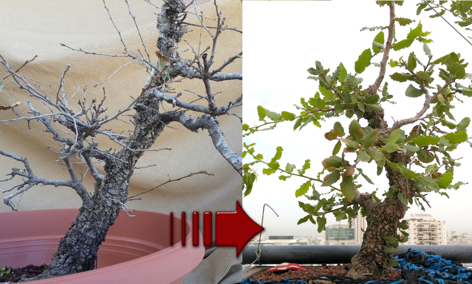 Yamadori Oak progression since 2012