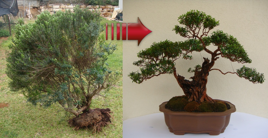 Myrtus progression since 2010