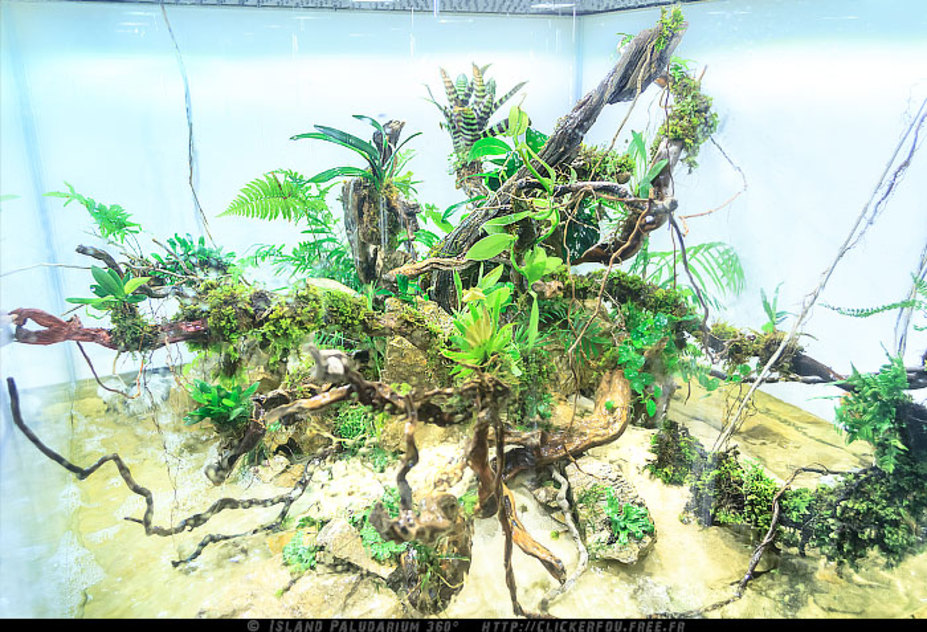 Island Paludarium 360°