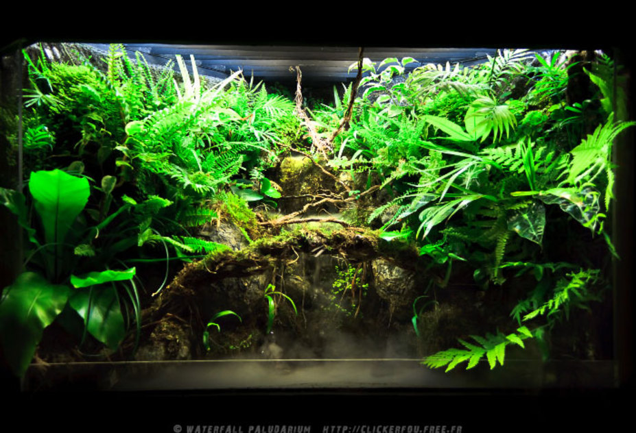 Waterfall Paludarium