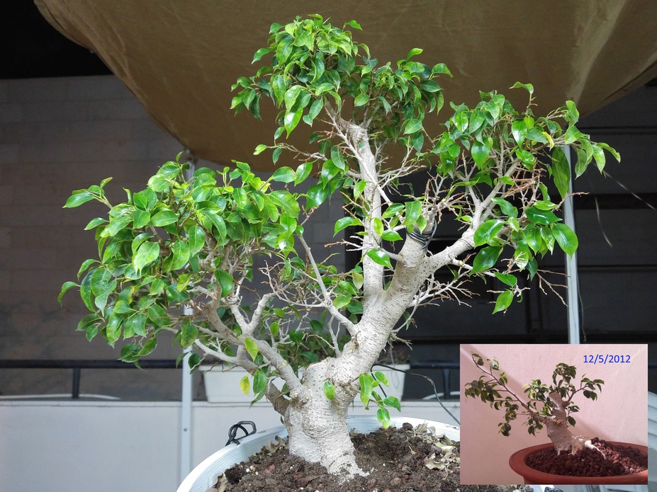 Ficus progression since 2010