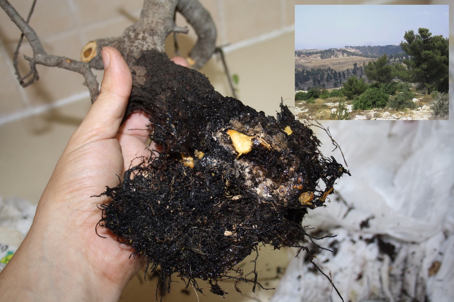 Collecting a small black hawthorn