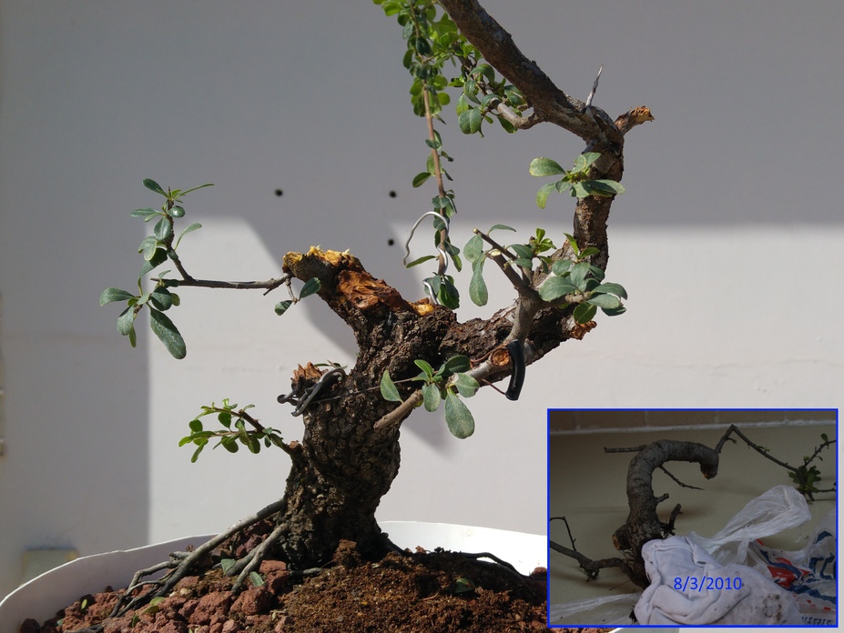 Rhamnus Progression since 2010