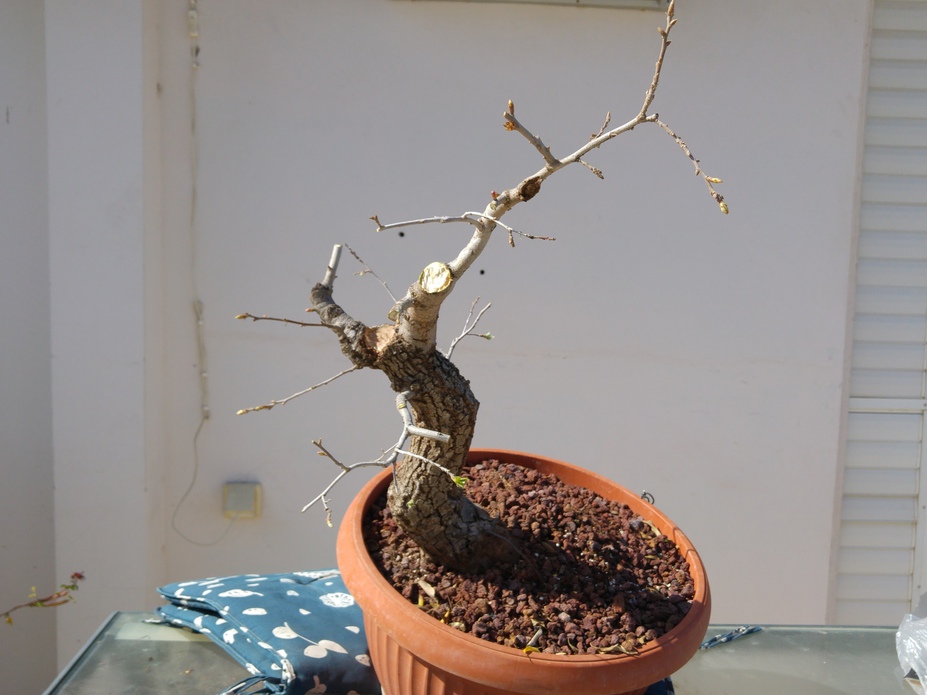 Quercus bonsai development since 2014