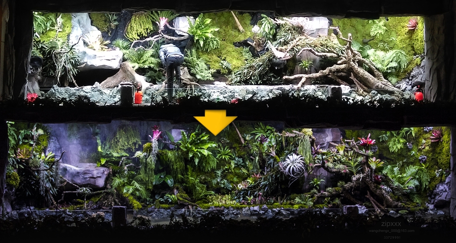 How to set up a giant Paludarium