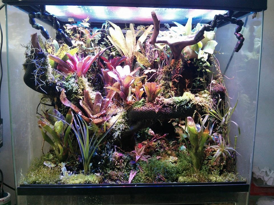 Red Paludarium