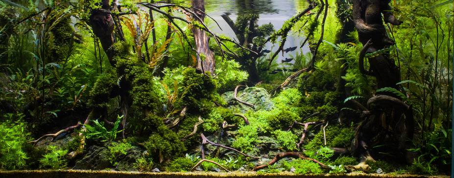 Mirkwood Small 1