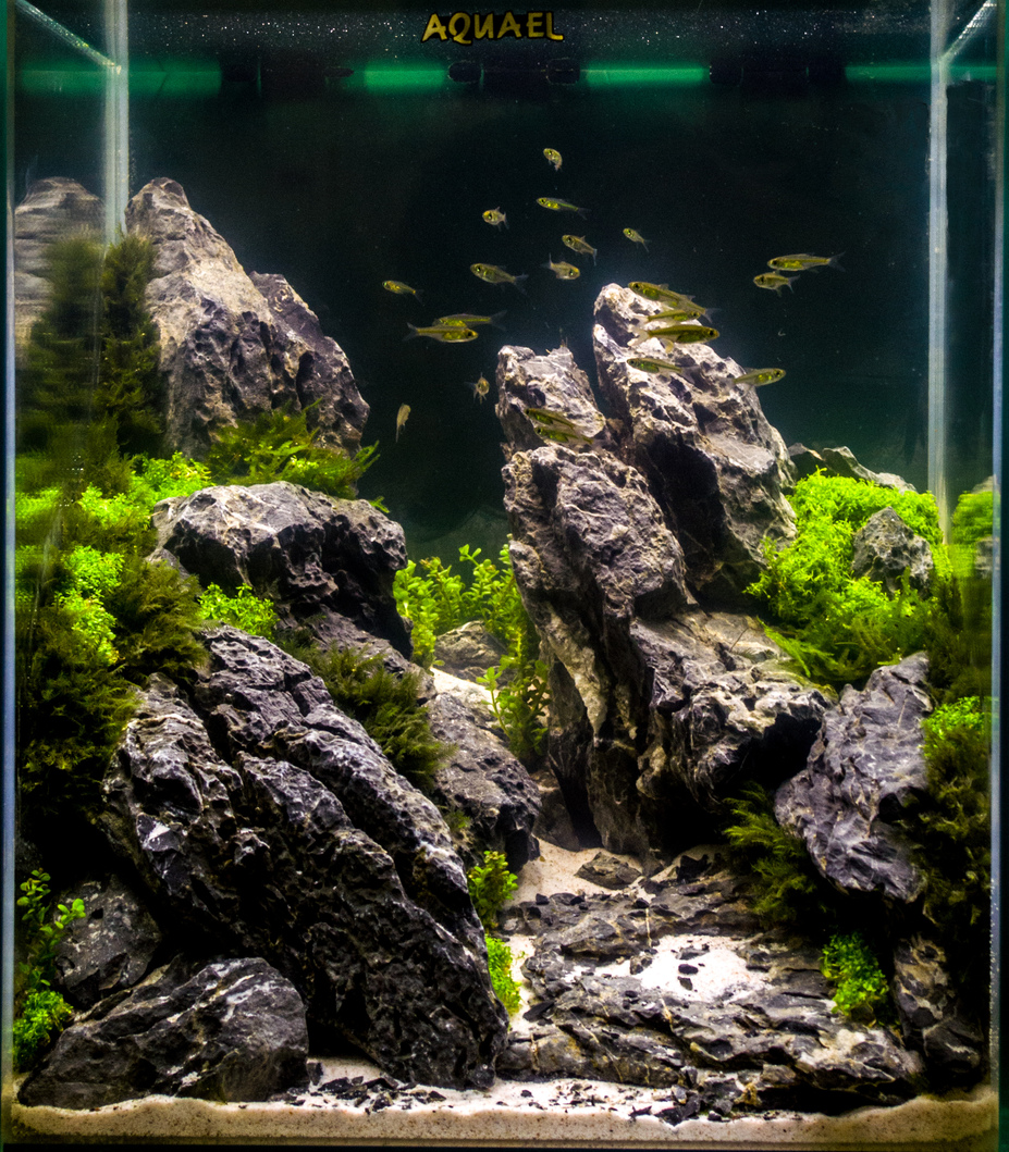 CAC Aquascape