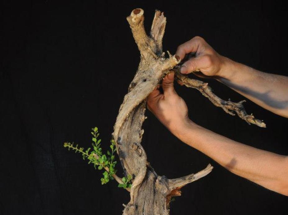 Attaching deadwood branches