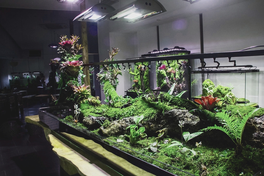 Setup of a big Paludarium