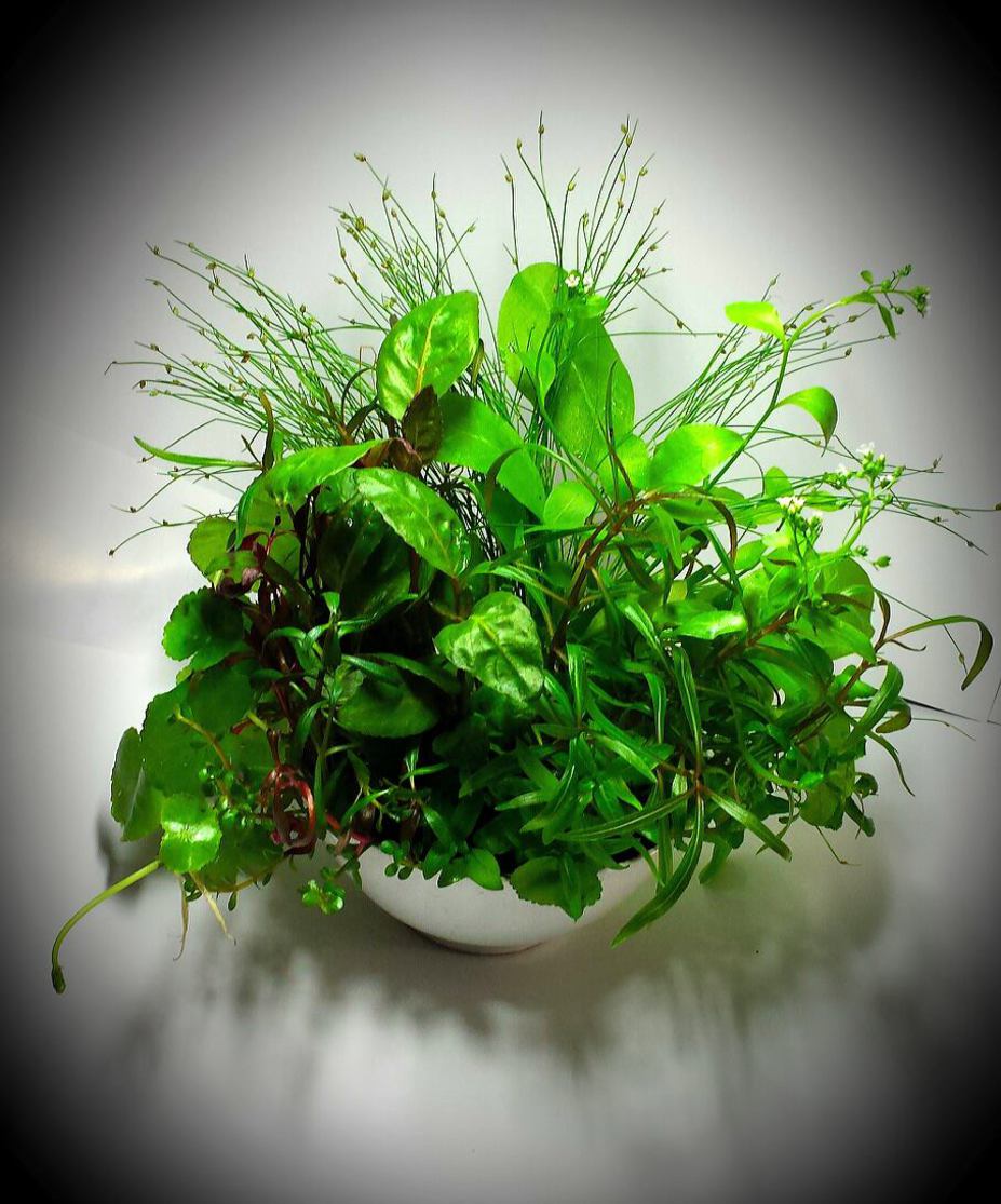 wabi kusa title=