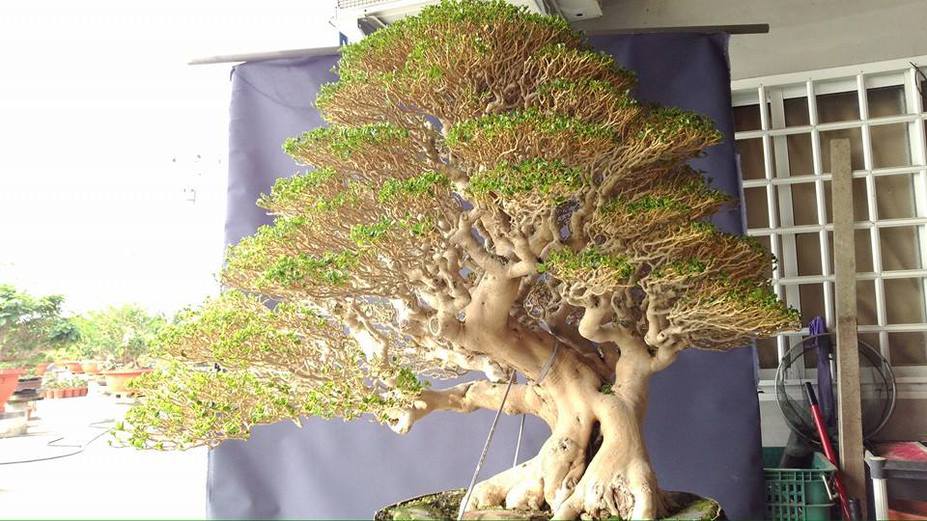 Silver tree
