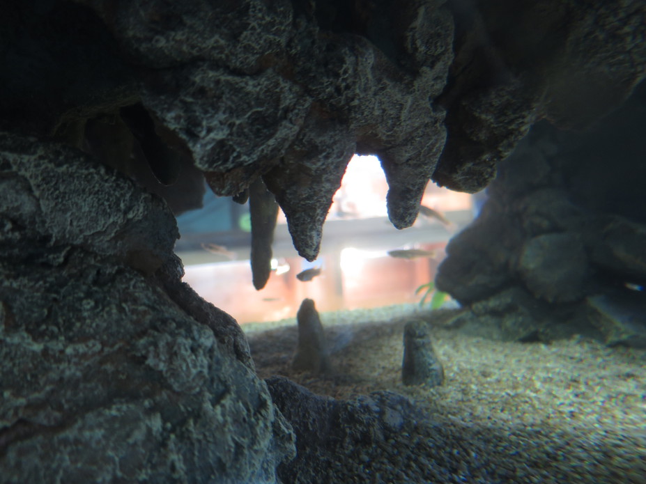 Paludarium Small 2