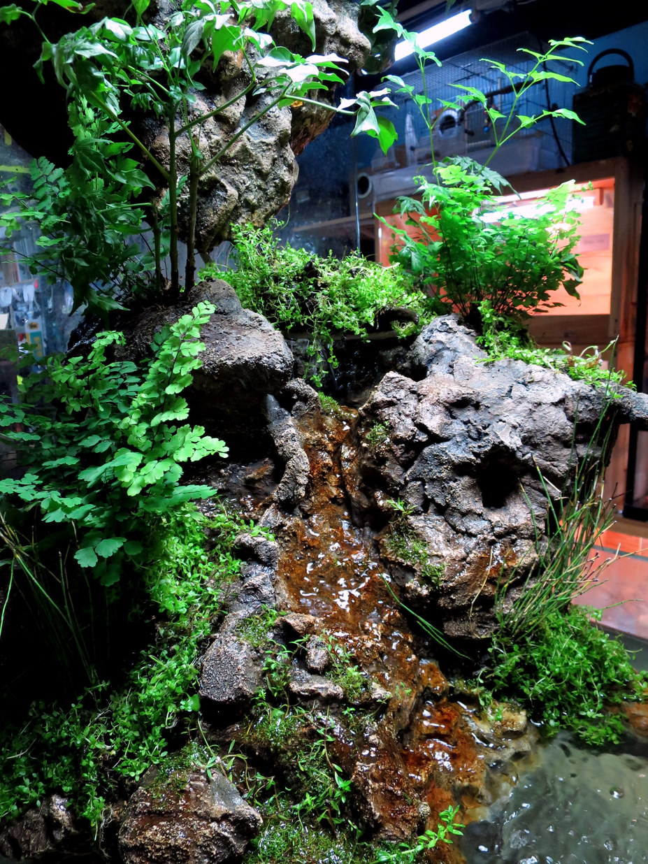 Paludarium Small 6