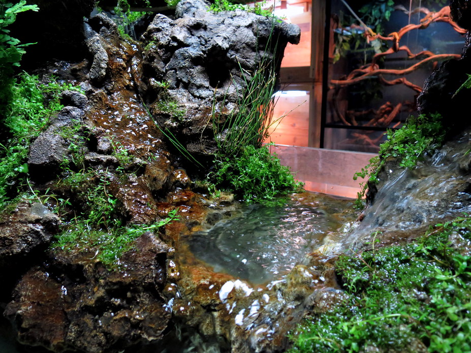Paludarium Small 7