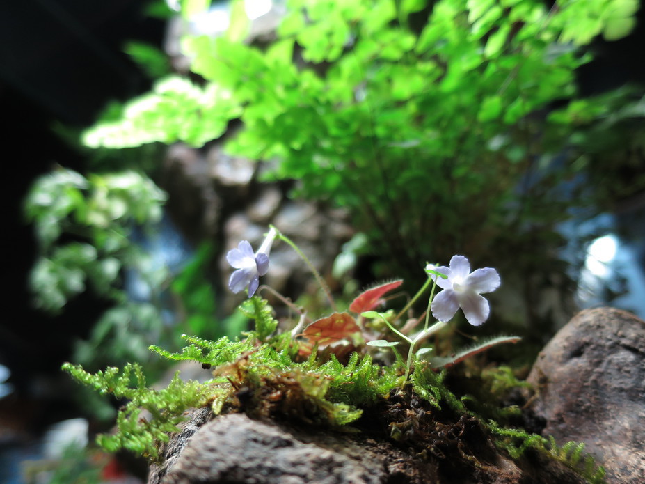 Paludarium Small 8