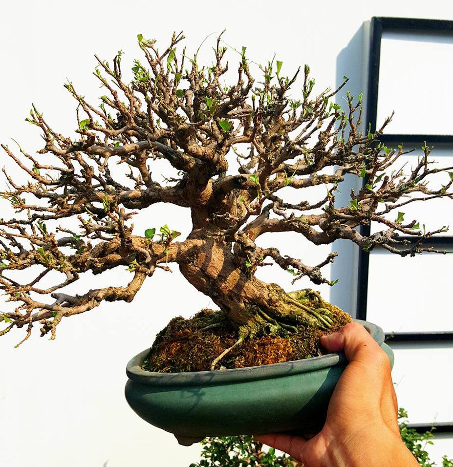 Natural bonsai