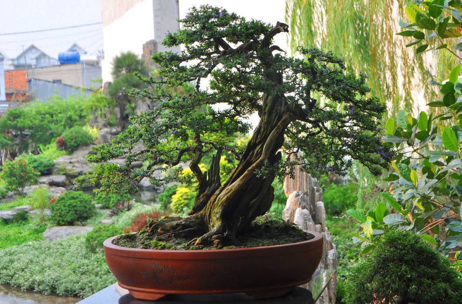 Natural bonsai tree Small 